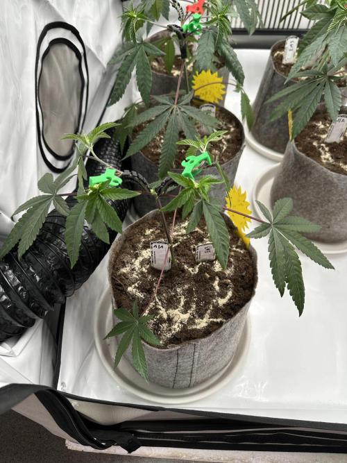 Easy Money Keeper Hunt LS Run #1. Week 4 - VEG DAY 25 just after repotting