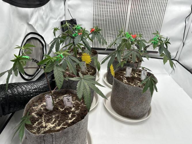 Easy Money Keeper Hunt LS Run #1. Week 4 - VEG DAY 25 just after repotting