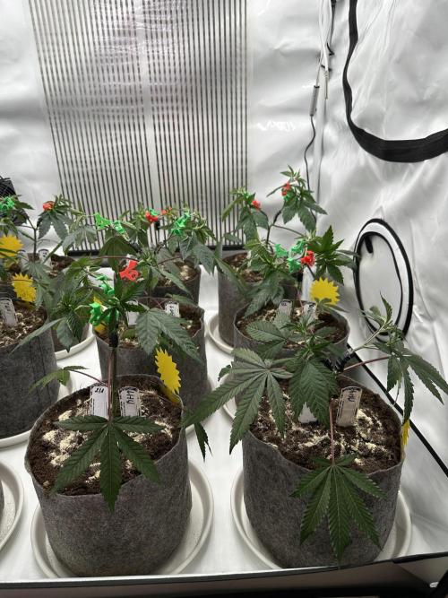 Easy Money Keeper Hunt LS Run #1. Week 4 - VEG DAY 25 just after repotting