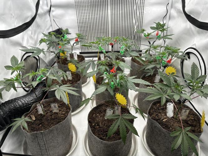 Easy Money Keeper Hunt LS Run #1. Week 4 - VEG DAY 26 a day after repotting