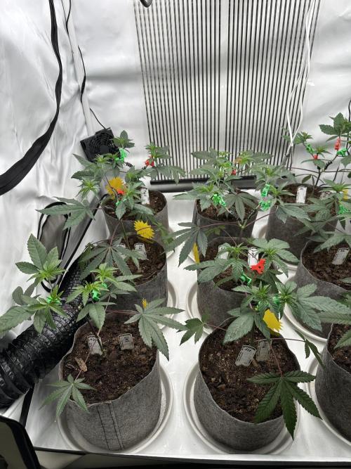 Easy Money Keeper Hunt LS Run #1. Week 4 - VEG DAY 26 a day after repotting