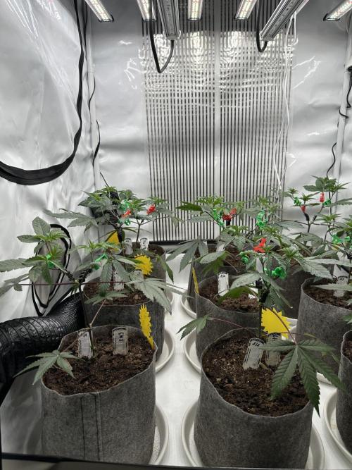 Easy Money Keeper Hunt LS Run #1. Week 4 - VEG DAY 26 a day after repotting