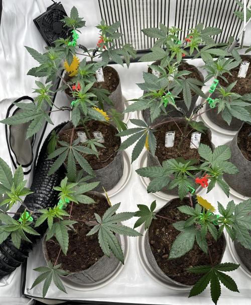 Easy Money Keeper Hunt LS Run #1. Week 4 - VEG DAY 26 a day after repotting