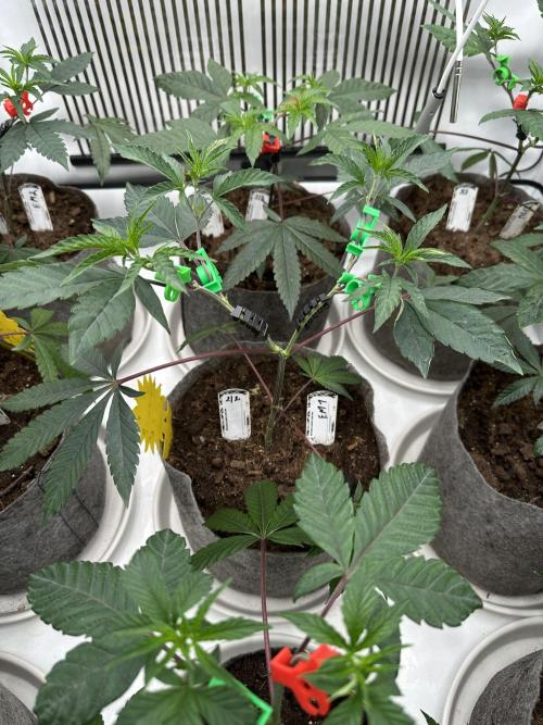Easy Money Keeper Hunt LS Run #1. Week 4 - VEG DAY 26 a day after repotting