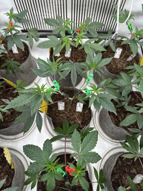 Easy Money Keeper Hunt LS Run #1. Week 4 - VEG DAY 26 a day after repotting