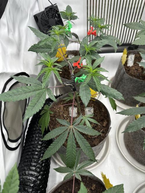 Easy Money Keeper Hunt LS Run #1. Week 4 - VEG DAY 26 a day after repotting