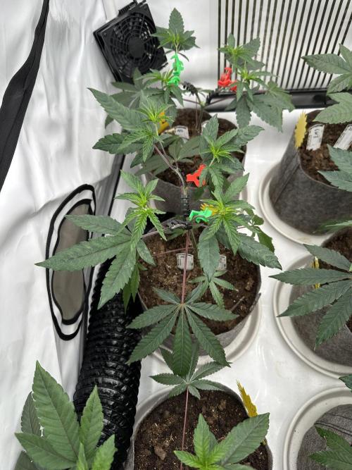 Easy Money Keeper Hunt LS Run #1. Week 4 - VEG DAY 26 a day after repotting