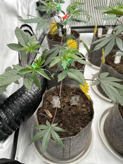Easy Money Keeper Hunt LS Run #1. Week 4 - VEG DAY 26 a day after repotting