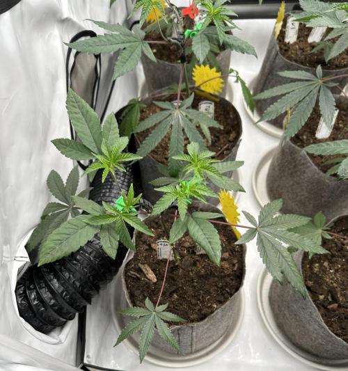Easy Money Keeper Hunt LS Run #1. Week 4 - VEG DAY 26 a day after repotting