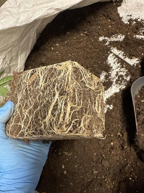 Blue Honey Keeper Hunt LS Run #1. Week 4 - BH 1 Clone roots