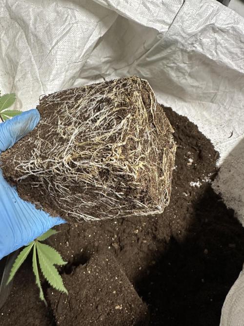 Blue Honey Keeper Hunt LS Run #1. Week 4 - BH 4 Clone roots