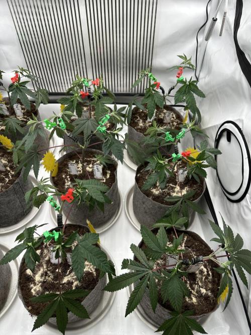 Blue Honey Keeper Hunt LS Run #1. Week 4 - VEG DAY 25 just after repotting
