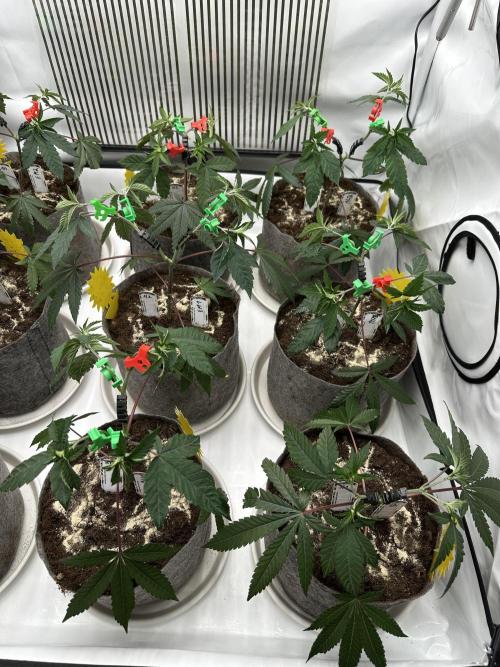 Blue Honey Keeper Hunt LS Run #1. Week 4 - VEG DAY 25 just after repotting
