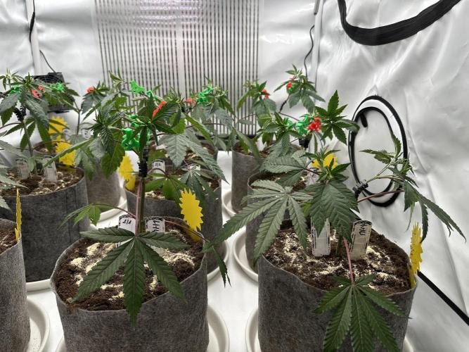 Blue Honey Keeper Hunt LS Run #1. Week 4 - VEG DAY 25 just after repotting
