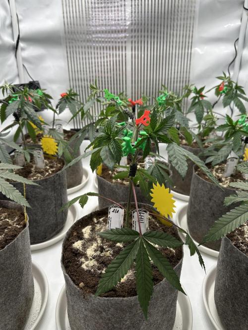 Blue Honey Keeper Hunt LS Run #1. Week 4 - VEG DAY 25 just after repotting
