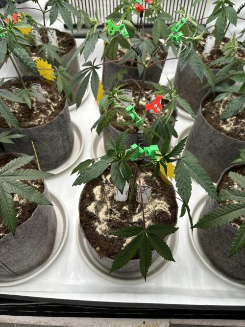 Blue Honey Keeper Hunt LS Run #1. Week 4 - VEG DAY 25 just after repotting
