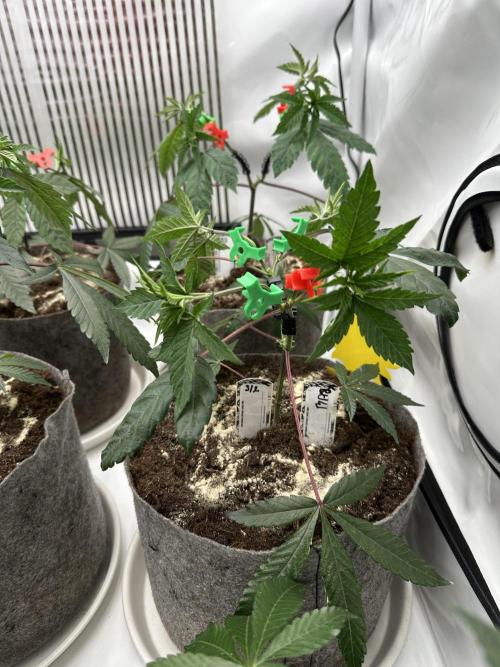 Blue Honey Keeper Hunt LS Run #1. Week 4 - VEG DAY 25 just after repotting
