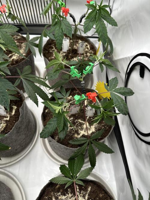 Blue Honey Keeper Hunt LS Run #1. Week 4 - VEG DAY 25 just after repotting
