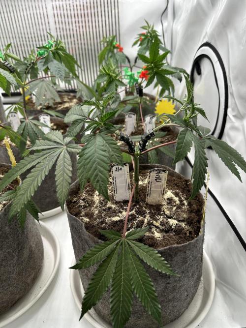 Blue Honey Keeper Hunt LS Run #1. Week 4 - VEG DAY 25 just after repotting
