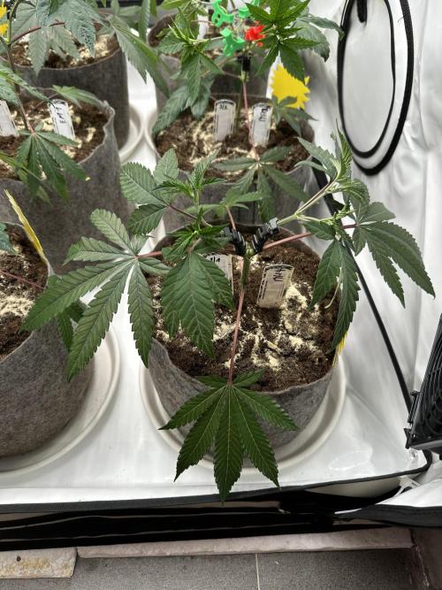 Blue Honey Keeper Hunt LS Run #1. Week 4 - VEG DAY 25 just after repotting
