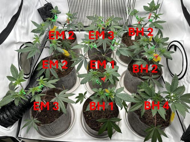 Blue Honey Keeper Hunt LS Run #1. Week 4 - VEG DAY 26 a day after repotting
