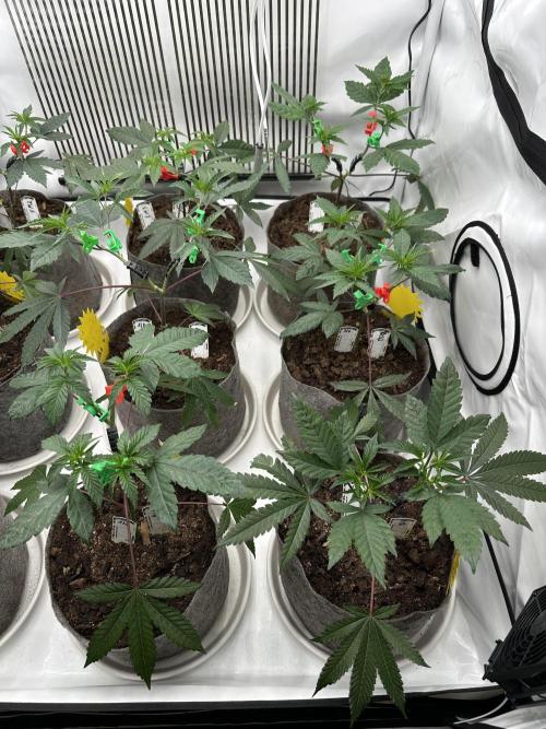 Blue Honey Keeper Hunt LS Run #1. Week 4 - VEG DAY 26 a day after repotting