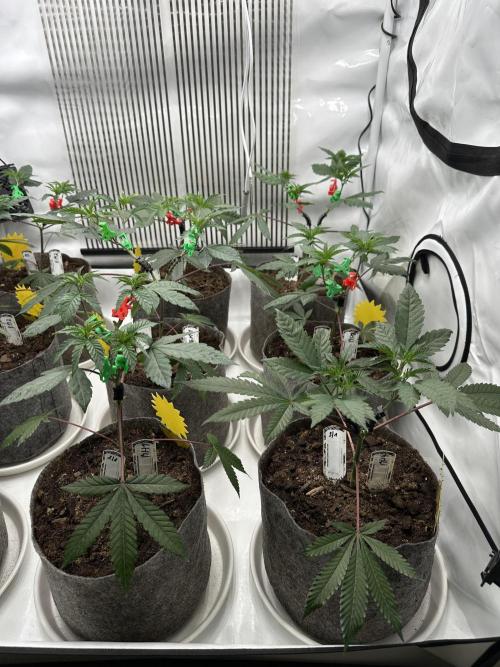 Blue Honey Keeper Hunt LS Run #1. Week 4 - VEG DAY 26 a day after repotting