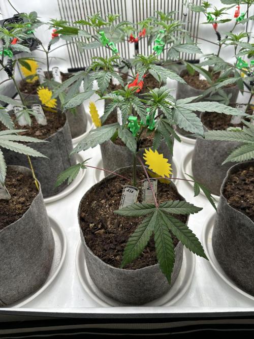 Blue Honey Keeper Hunt LS Run #1. Week 4 - VEG DAY 26 a day after repotting
