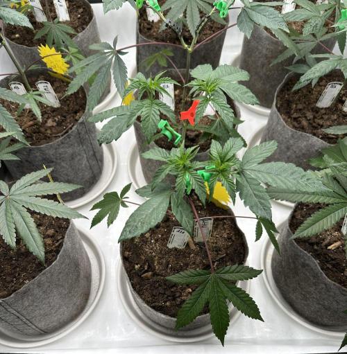 Blue Honey Keeper Hunt LS Run #1. Week 4 - VEG DAY 26 a day after repotting