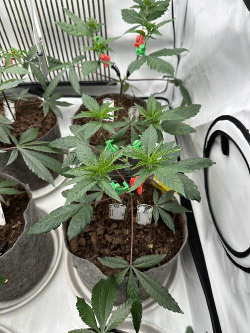 Blue Honey Keeper Hunt LS Run #1. Week 4 - VEG DAY 26 a day after repotting