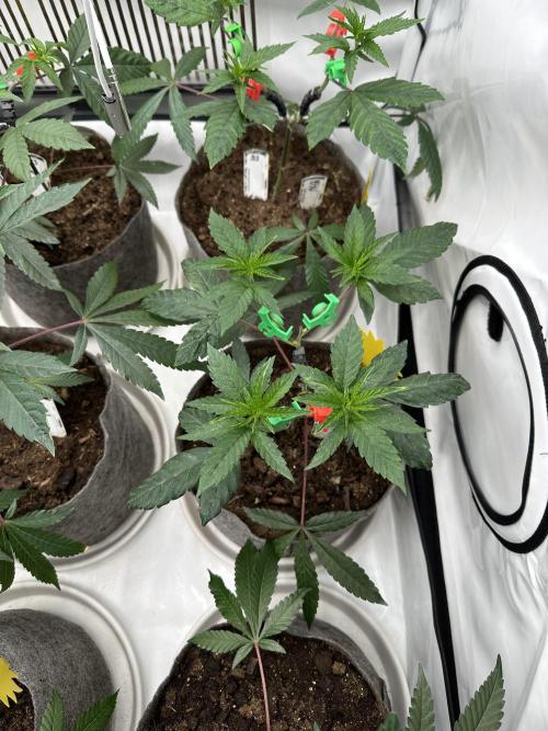Blue Honey Keeper Hunt LS Run #1. Week 4 - VEG DAY 26 a day after repotting