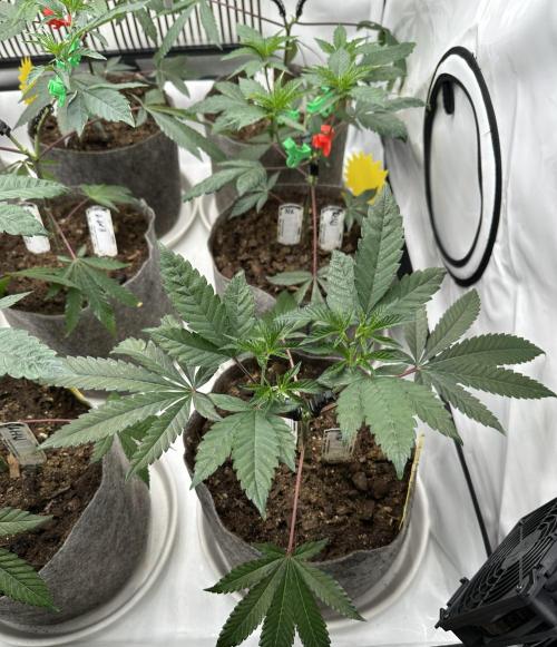 Blue Honey Keeper Hunt LS Run #1. Week 4 - VEG DAY 26 a day after repotting