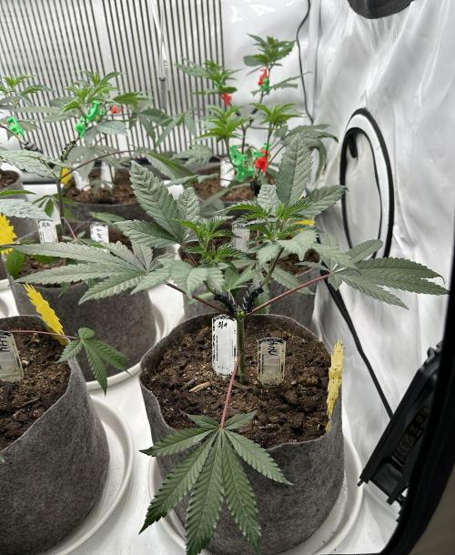 Blue Honey Keeper Hunt LS Run #1. Week 4 - VEG DAY 26 a day after repotting