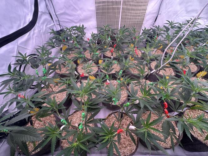 Amnesia CloneOnly LS DryAmend Run #1. Week 6 - FLO DAY 01
