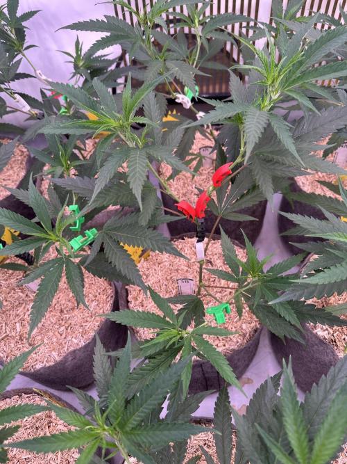 Amnesia CloneOnly LS DryAmend Run #1. Week 6 - FLO DAY 01