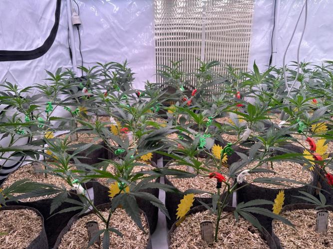 Amnesia CloneOnly LS DryAmend Run #1. Week 6 - FLO DAY 01