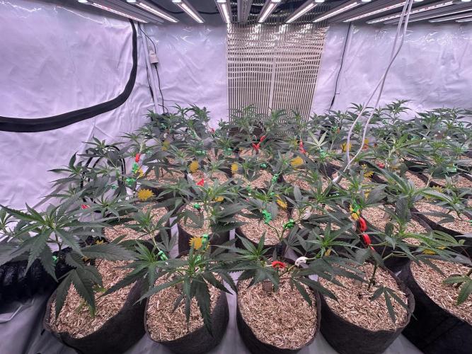Amnesia CloneOnly LS DryAmend Run #1. Week 6 - FLO DAY 01