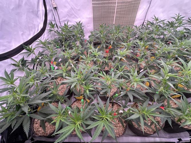 Amnesia CloneOnly LS DryAmend Run #1. Week 7 - FLO DAY 07
