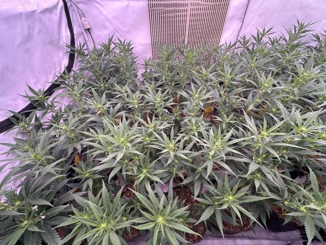 Amnesia CloneOnly LS DryAmend Run #1. Week 8 - FLO DAY 15
