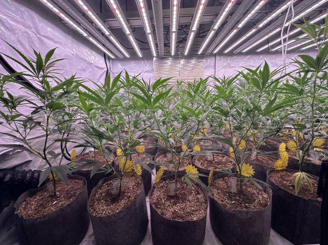 Amnesia CloneOnly LS DryAmend Run #1. Week 8 - FLO DAY 15