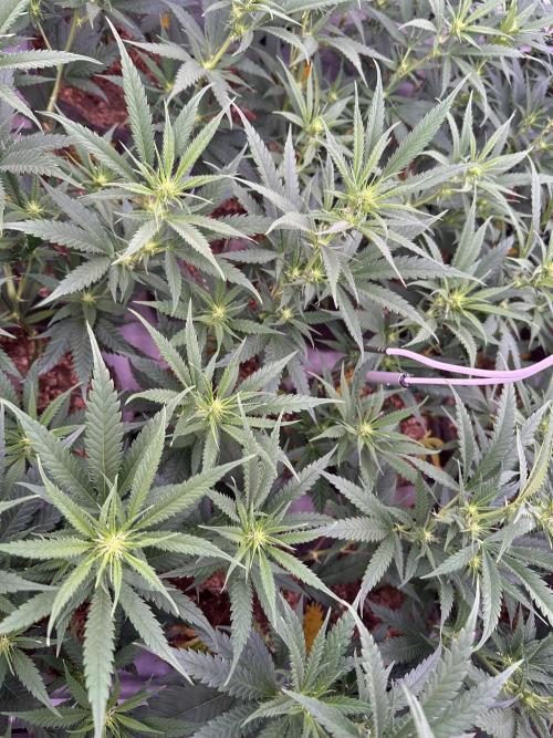 Amnesia CloneOnly LS DryAmend Run #1. Week 8 - FLO DAY 15