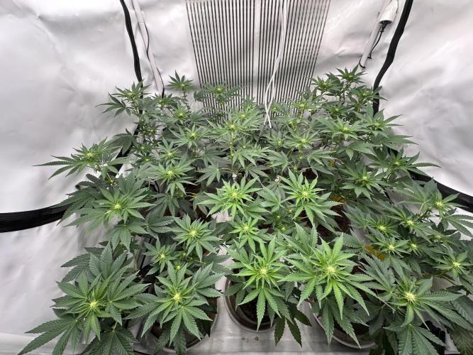 Blue Honey Keeper Hunt LS Run #1. Week 7 - FLO DAY 15