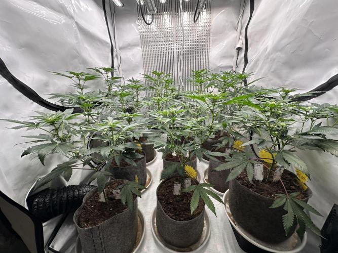 Blue Honey Keeper Hunt LS Run #1. Week 7