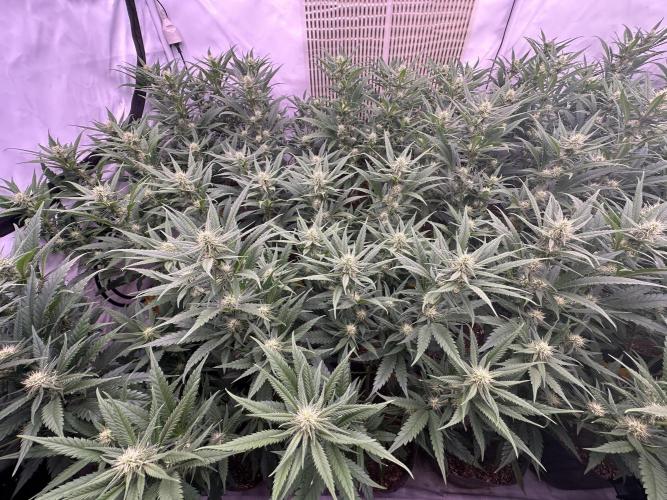 Amnesia CloneOnly LS DryAmend Run #1. Week 9 - FLO DAY 22
