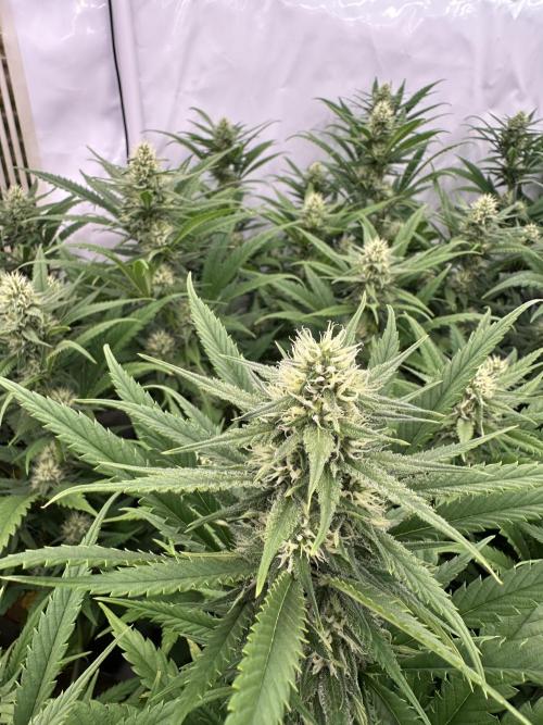 Amnesia CloneOnly LS DryAmend Run #1. Week 10 - FLO DAY 29