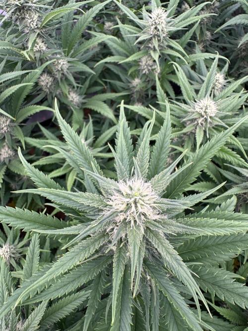 Amnesia CloneOnly LS DryAmend Run #1. Week 10 - FLO DAY 29