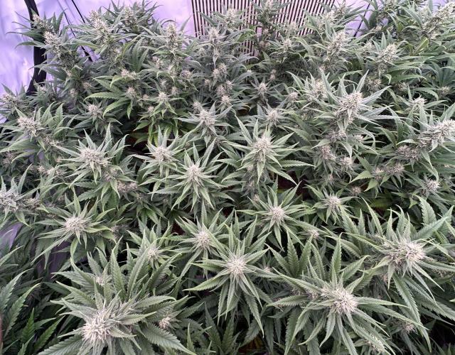 Amnesia CloneOnly LS DryAmend Run #1. Week 10 - FLO DAY 29
