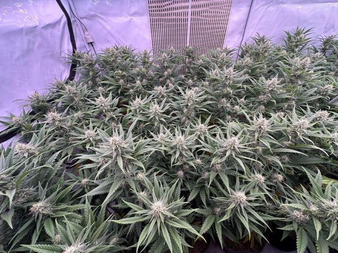 Amnesia CloneOnly LS DryAmend Run #1. Week 10 - FLO DAY 29
