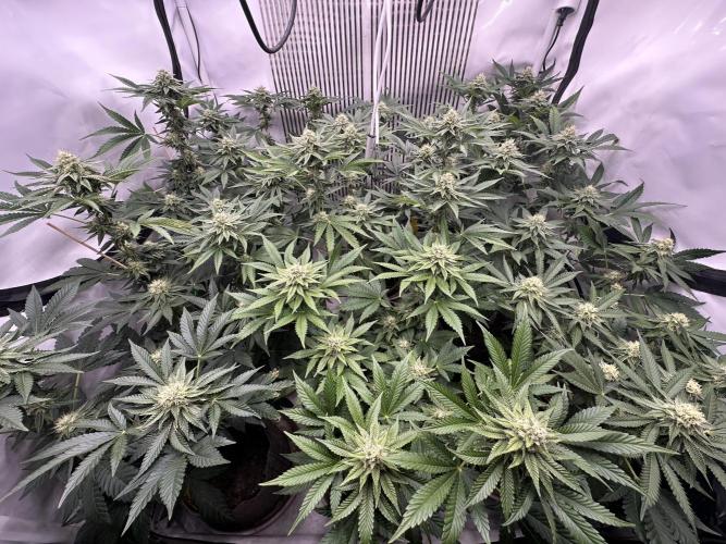 Blue Honey Keeper Hunt LS Run #1. Week 9 - FLO DAY 29