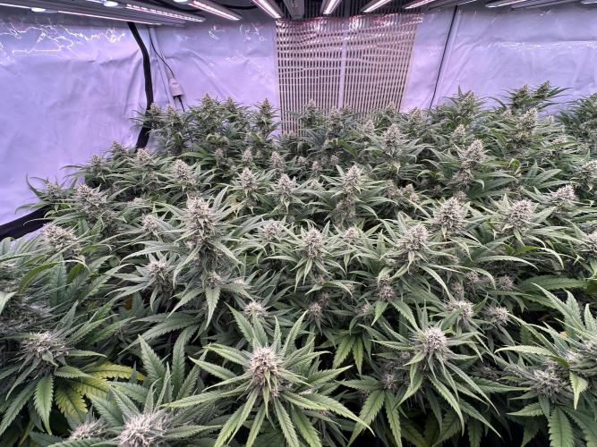 Amnesia CloneOnly LS DryAmend Run #1. Week 11 - FLO DAY 36
